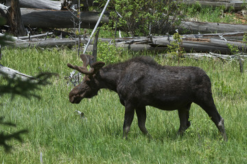 moose in a meadow