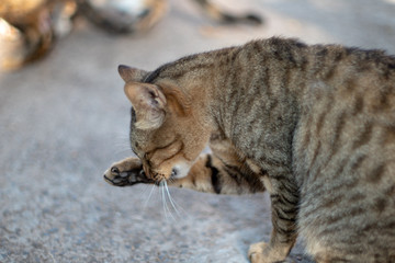 The striped cat licking itself, portrait of Thai cat