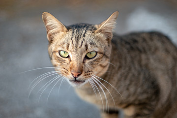 Portrait of striped cat looking, close up Thai cat