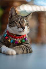 The striped cat walking at home, portrait of Thai cat