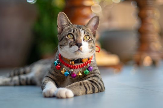 The Striped Cat Walking At Home, Portrait Of Thai Cat