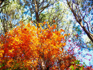 Fototapeta na wymiar autumn forest, natural background