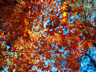 maple tree with sky and cloud in background