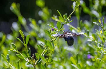 A carpenter bee hovers above a green hedge pollinating flowers image with copy space in horizontal format