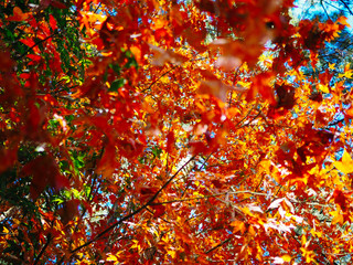 autumn leaves background