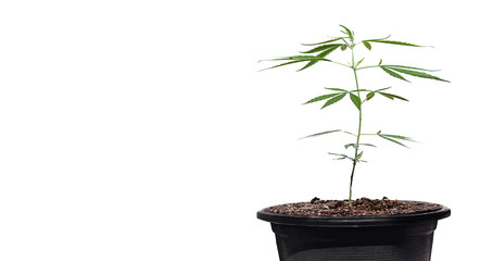 Marijuana growing from the soil White background