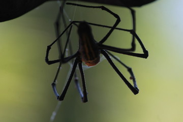 spider on black background