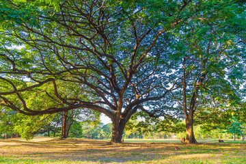 Fototapeta premium A big rain tree over dry leaves on the ground in public park.