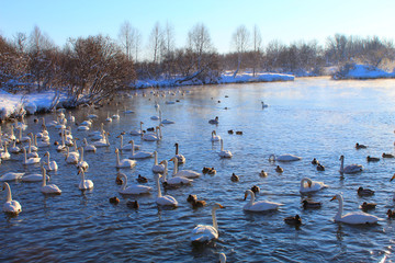 In winter, beautiful swans swim on the ice-free lake. Place of wintering swans, Altai, Siberia. Swan lake.