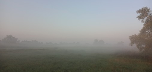 Fototapeta premium Morning mist in the meadow