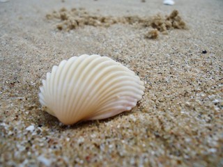 Fototapeta na wymiar Mussel sea shell, wildlife of ocean