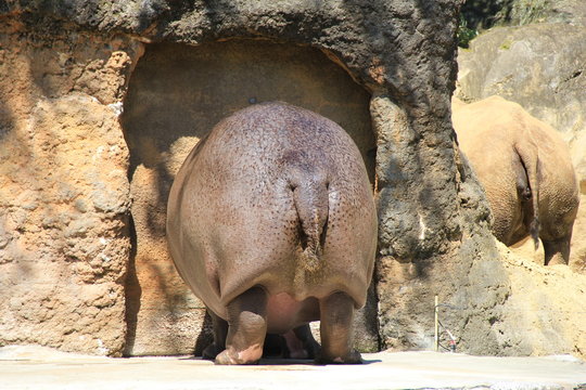 カバの尻
