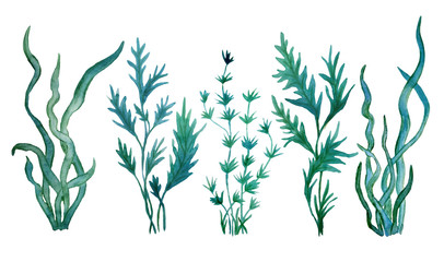 watercolor hand drawn illustration green blue water seaweed algae marine food labels kelp laminaria spirulina organic  - obrazy, fototapety, plakaty