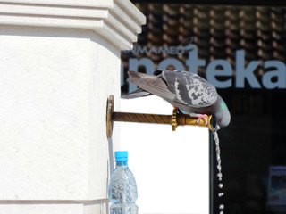 A pigeon is drinking water from the tap in a park. A thirsty wild bird drink water from pipe.