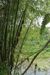 A group of bamboo trees