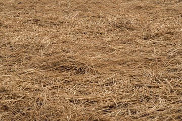 The dry straw that was left in the rice fields