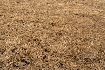 The dry straw that was left in the rice fields