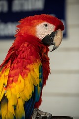 close up headshot portrait of colorful red, blue and yellow macaw parrot