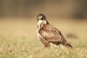 Common buzzard (Buteo buteo) close up