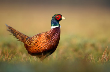 Ringneck Pheasant (Phasianus colchicus)