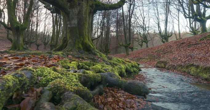 Beautiful sunrise light in the Otzarreta forest, Pais Vasco, Spain. Autumn trees and little creek