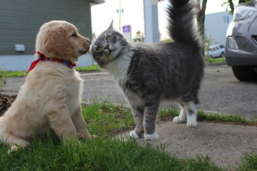 dog and cat