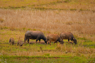 Buffalo eating grass in the rice field.