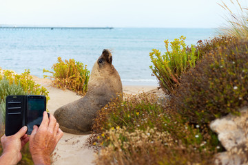 Doing photo of wild seal od a phone