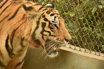 royal bengal tiger