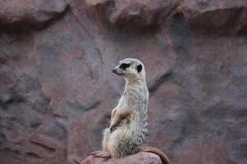 meerkat watching