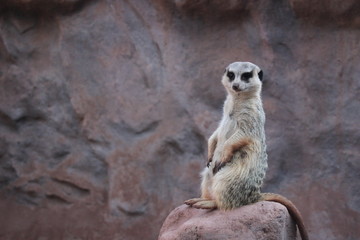 meerkat