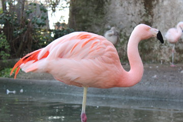 Flamingo