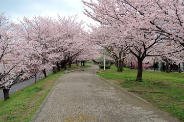 満開の桜と並木道　サクラ並木道　満開の桜　並木道　満開のサクラ