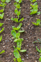 Young lettuce plant.