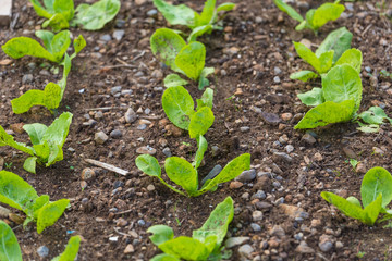 Young lettuce plant.