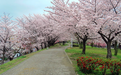 Obraz premium 満開の桜と並木道 サクラ並木道 満開の桜 並木道 満開のサクラ