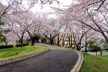 Fototapeta na wymiar 満開の桜と並木道　サクラ並木道　満開の桜　並木道　満開のサクラ