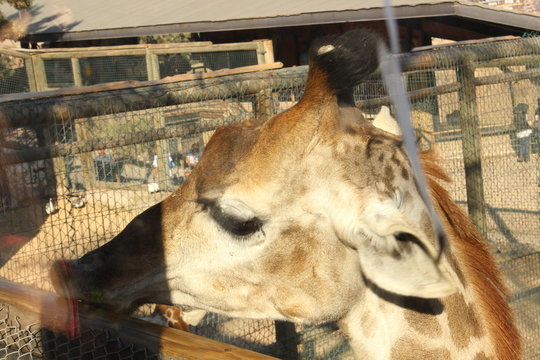 jiraffe 