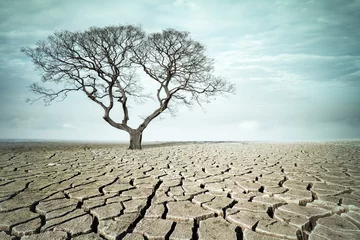 Fototapeten big tree on drought land © chungking