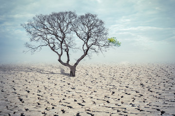 drought land and big tree
