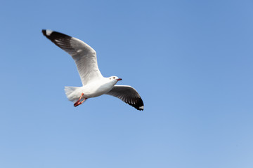 seagull fly in the blue sky