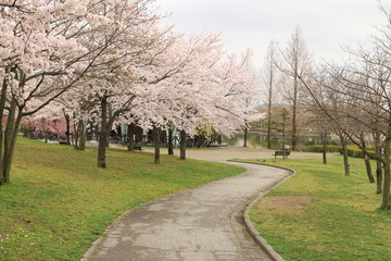 満開の桜と並木道　サクラ並木道　満開の桜　並木道　満開のサクラ