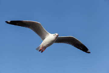 seagull fly in the blue sky