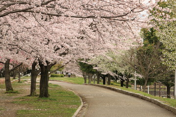 満開の桜と並木道　サクラ並木道　満開の桜　並木道　満開のサクラ