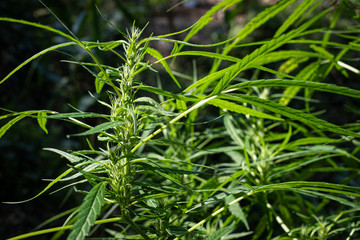 Fototapeta na wymiar Green medicinal plant cannabis blooming at blurred background