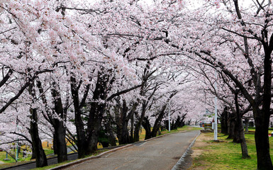 満開の桜と並木道　サクラ並木道　満開の桜　並木道　満開のサクラ