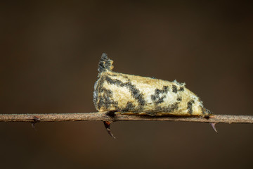Image of brown pupa on a tree branch on a natural background. Insect. Animal.
