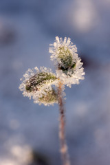 leaves in hoarfrost in the foreground