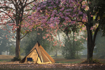Camping tents with chair and table under the pink flower tree at the morning time.Travel concept.