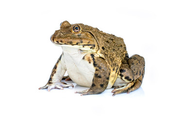 Image of Chinese edible frog, East Asian bullfrog, Taiwanese frog (Hoplobatrachus rugulosus) isolated on a white background. Amphibian. Animal.